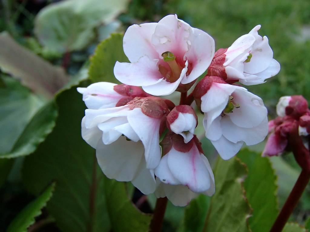 Green leaves and pink-white flower with a green anthers on red stems.