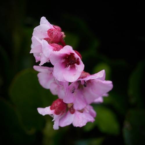 Pink flowers against blurry green foliage.