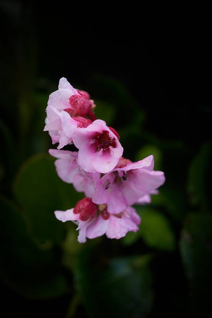 Pink flowers against blurry green foliage.