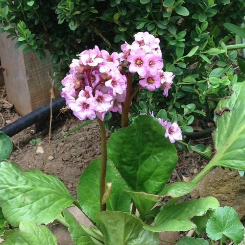 Green leaves, and pink-purple flowers on brown-green stems.