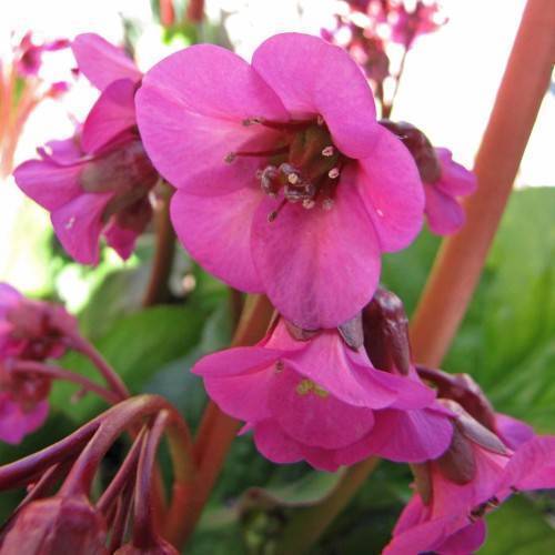 Pink-purple flowers with pink anthers on red stems against blurry green leaves.