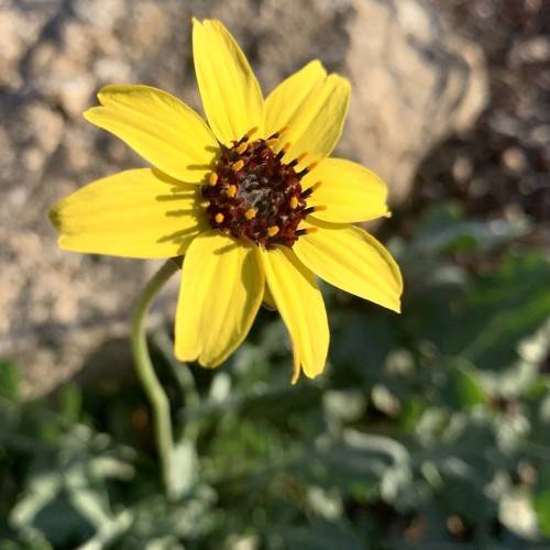 Yellow flower and dark-brown stamens on a green stem.