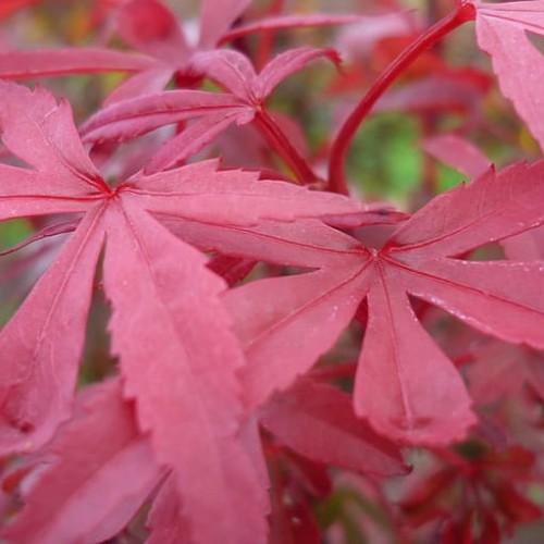 red leaves with red stems