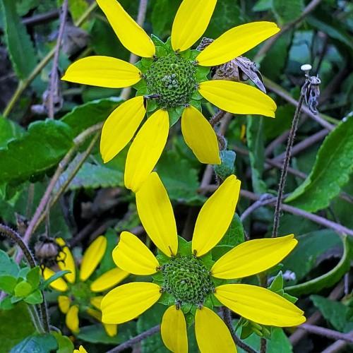 Yellow flowers with green center, violet anthers black stamen, green leaves, white hair, lime-green stems, brown branches, yellow midrib, veins and baldes.