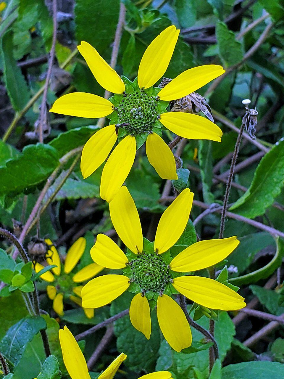 Yellow flowers with green center, violet anthers black stamen, green leaves, white hair, lime-green stems, brown branches, yellow midrib, veins and baldes.