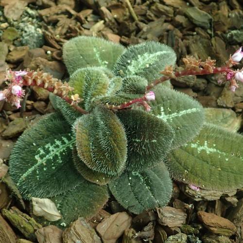 Dark-green leaves and pink flowers on maroon-green stem.