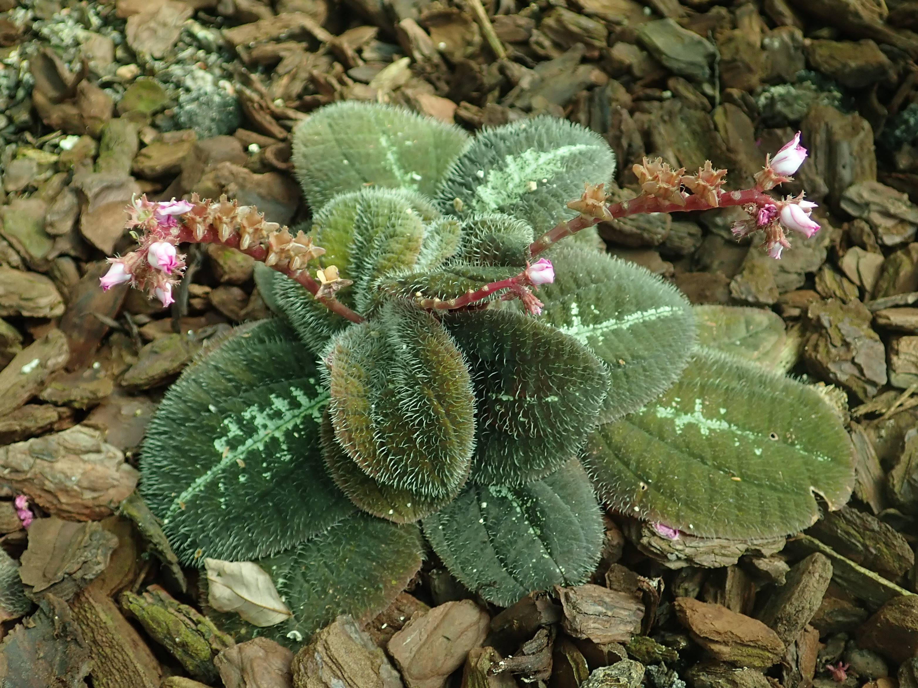 Dark-green leaves and pink flowers on maroon-green stem.