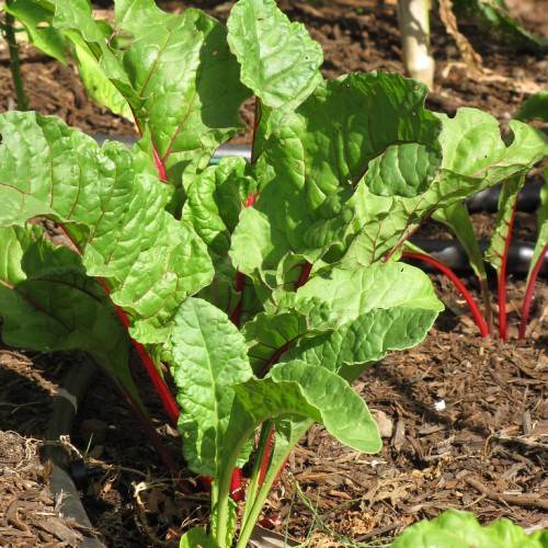 Red roots and green leaves with red midribs.