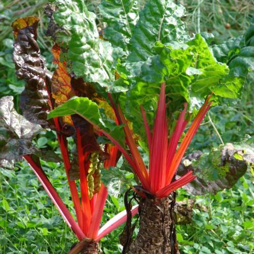 Green leaves with red petiole, brown trunk, yellow-red Midrib, yellow veins.