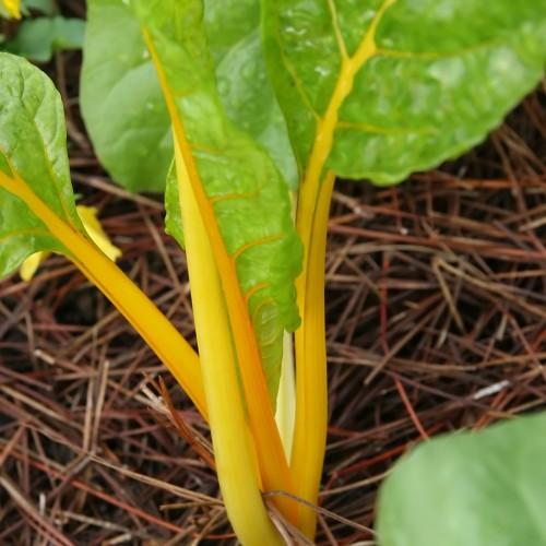 Lime leaves with yellow midrib, veins and petiole.