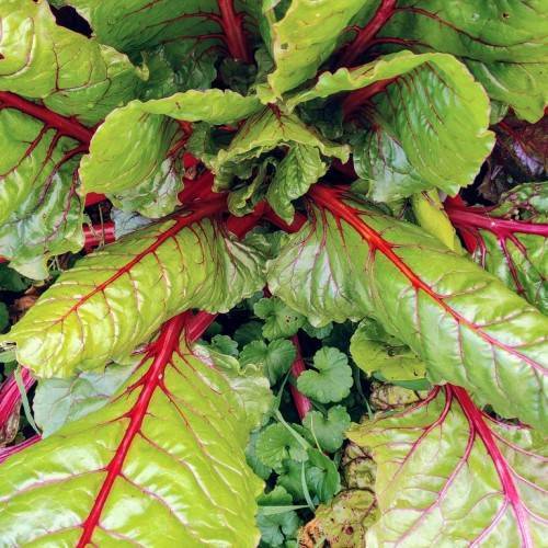 Green leaves with red stems and midribs.