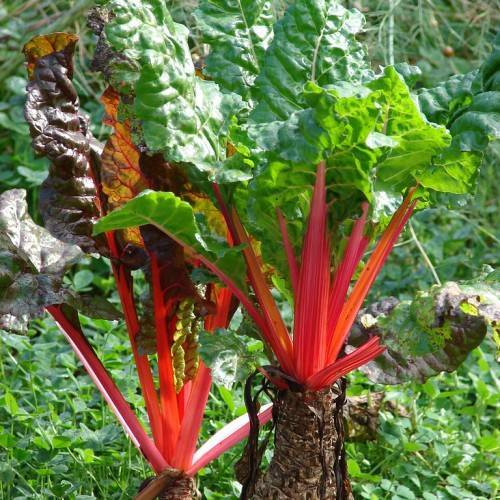 Red stems and green leaves.