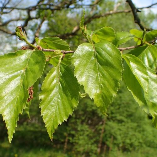 Green leaves with petiole, green buds, brown stems, yellow midrib, veins and blades.