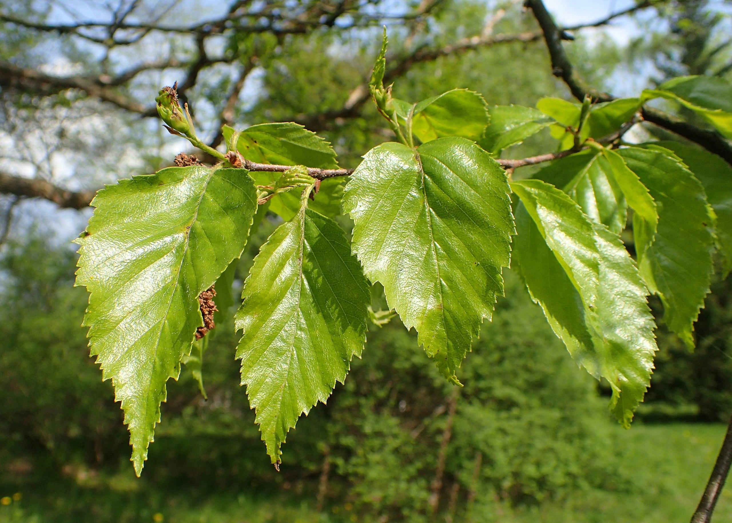 Green leaves with petiole, green buds, brown stems, yellow midrib, veins and blades.