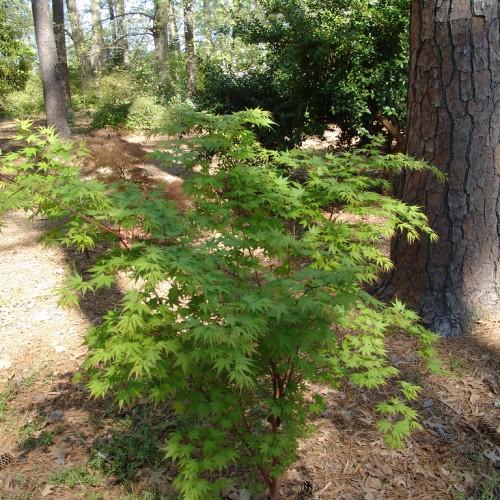 green leaves with brown stems