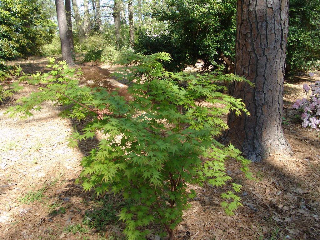 green leaves with brown stems