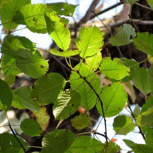 Green leaves with yellow petiole, brown stems, yellow midrib and veins.