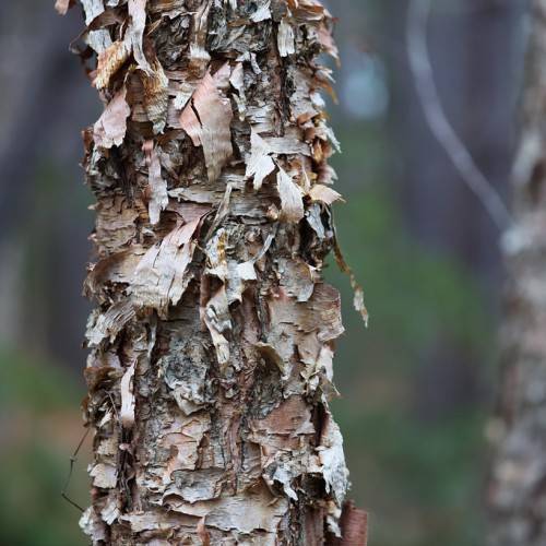 Peeling, paper-like gray-brown bark