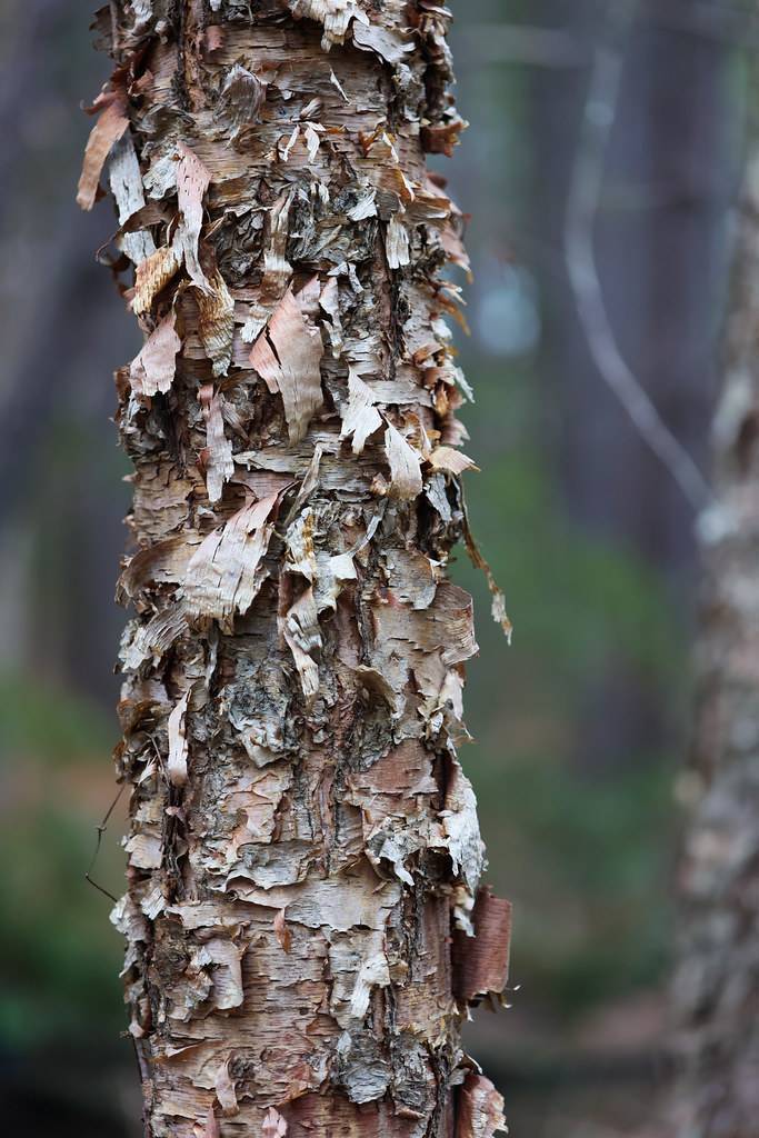 Peeling, paper-like gray-brown bark