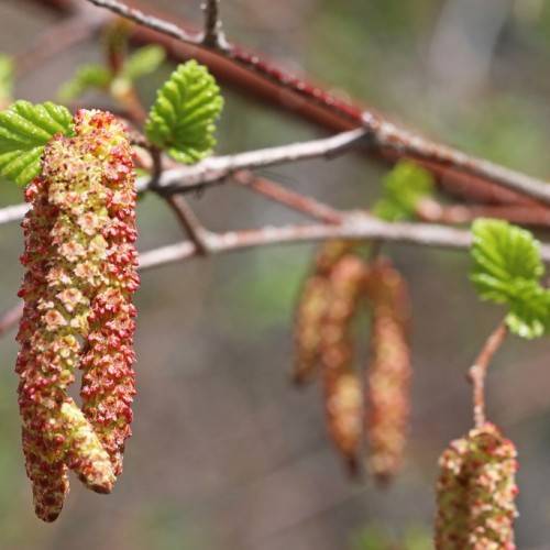 Peeling maroon-gray branch, green leaves and yellow-red flowers.