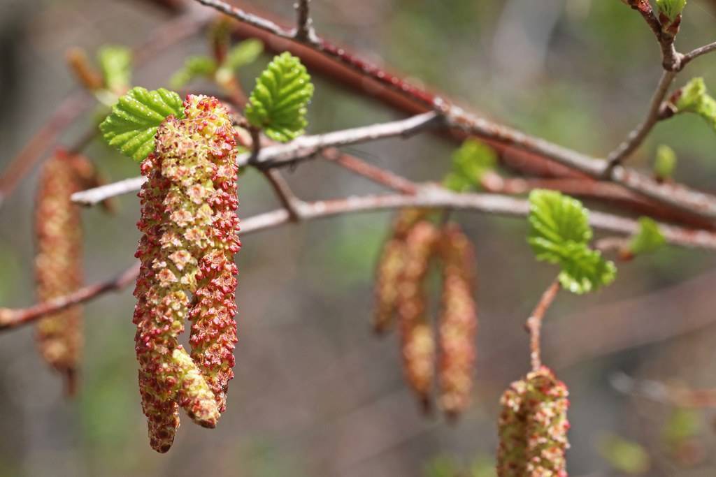 Peeling maroon-gray branch, green leaves and yellow-red flowers.