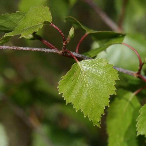 Green leaves with buds, yellow blades,and midrib, burgundy petiole and dark brown stems.