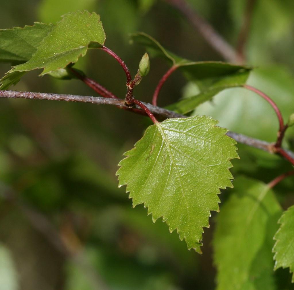 Green leaves with buds, yellow blades,and midrib, burgundy petiole and dark brown stems.