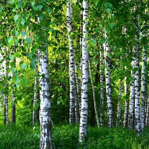 Green leaves with yellow midrib, brown stems, white-black trunk.