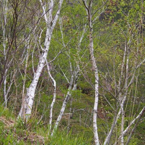 White bark with green leaves
