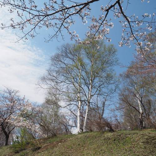 White birch with green leaves and white bark