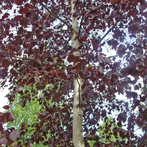 Burgundy leaves with brown stems and branches, off-white trunk.