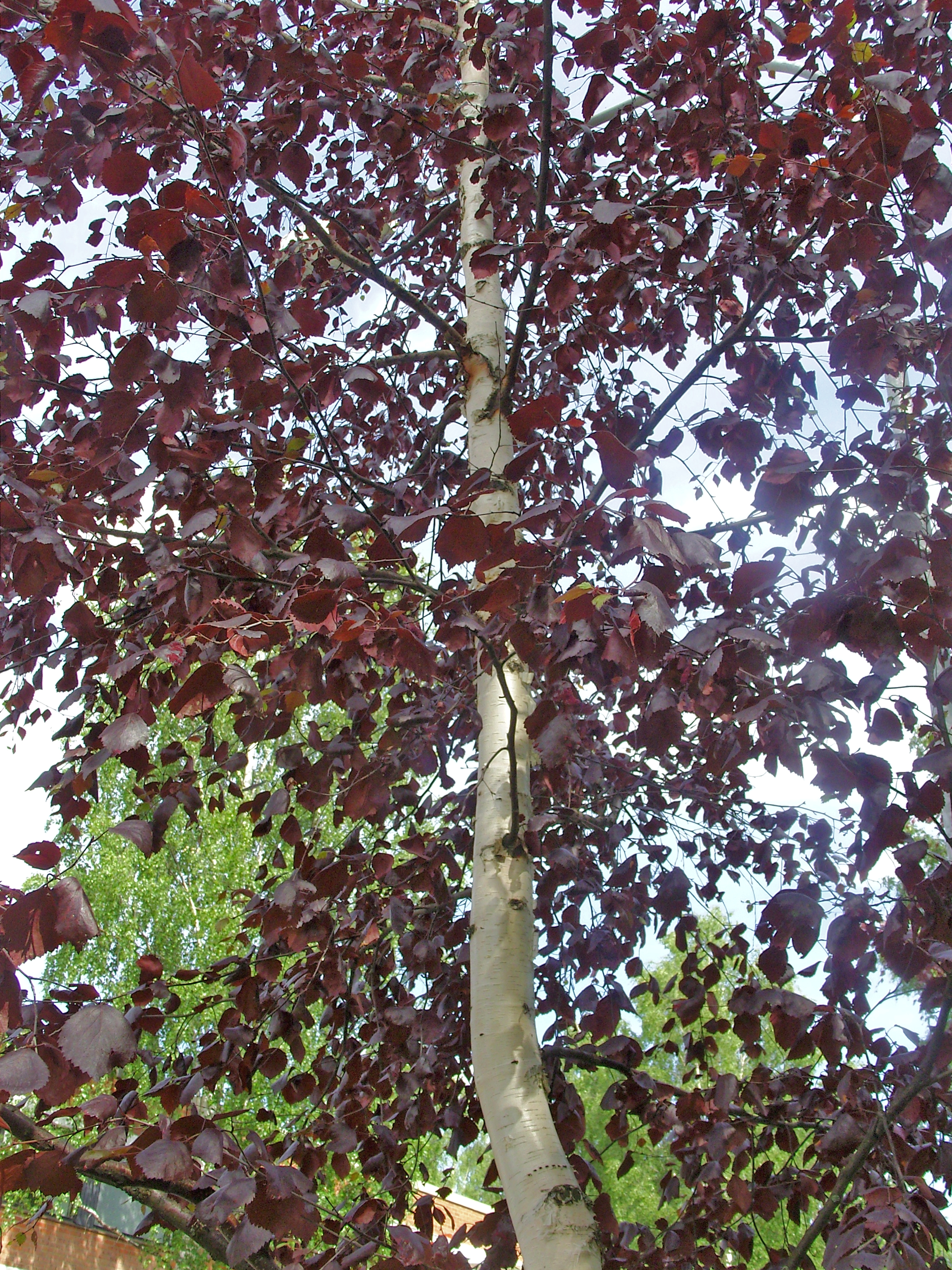 beige bark and purple leaves on a dark brown stem branches.
