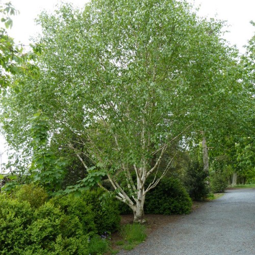 Green crown with white branches and trunk.