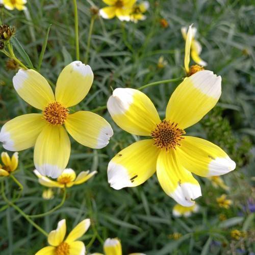 Yellow flowers with brownish-yellow stamens and white margins on green stems with green leaves.