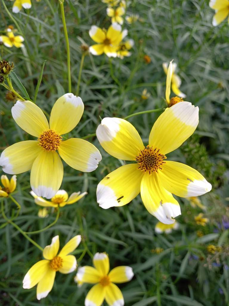 Yellow flowers with brownish-yellow stamens and white margins on green stems with green leaves.