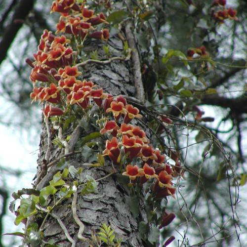 Red-yellow Flowers on gray bark, gray-brown branches and green leaves.