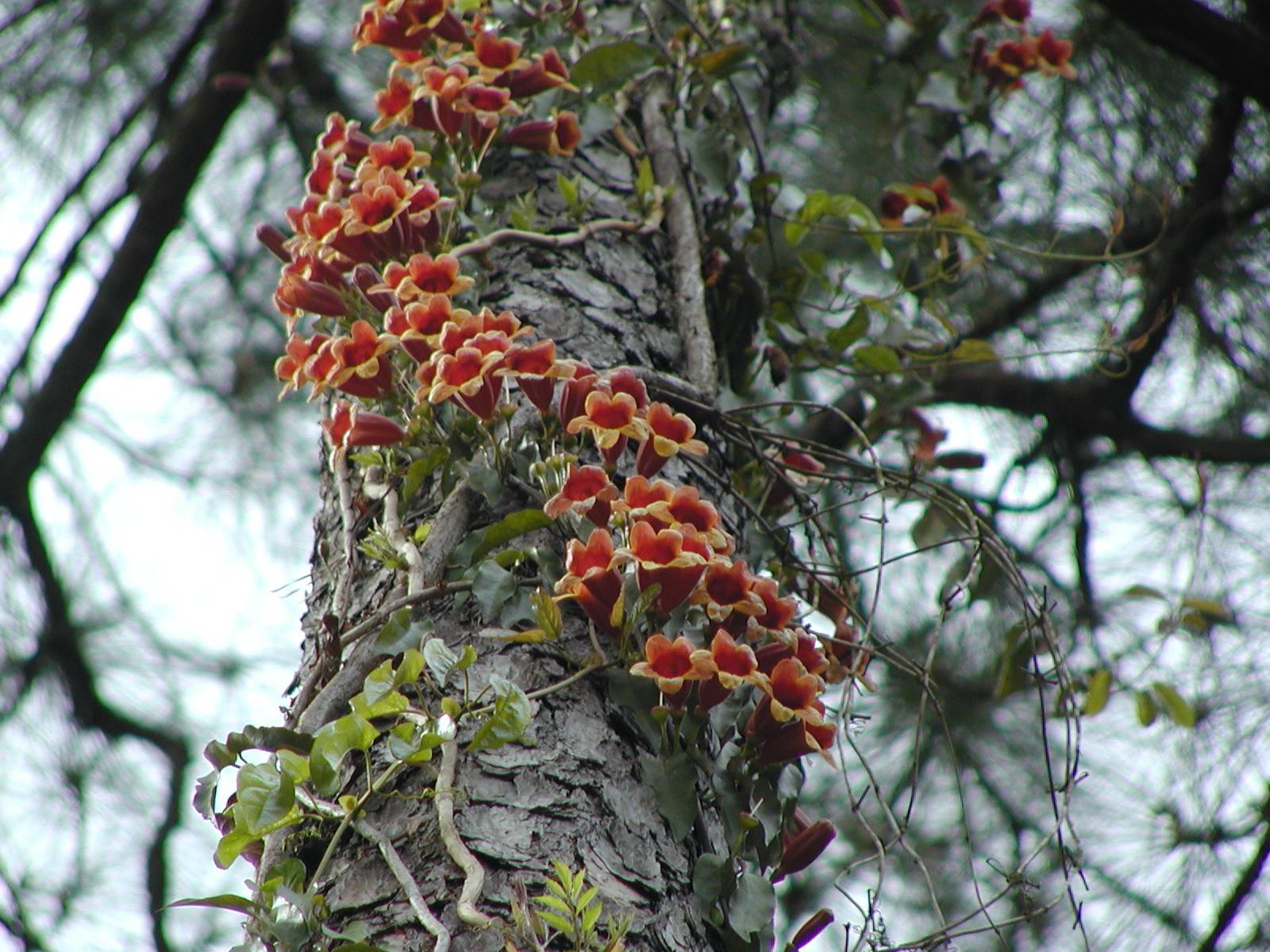 Red-yellow Flowers on gray bark, gray-brown branches and green leaves.