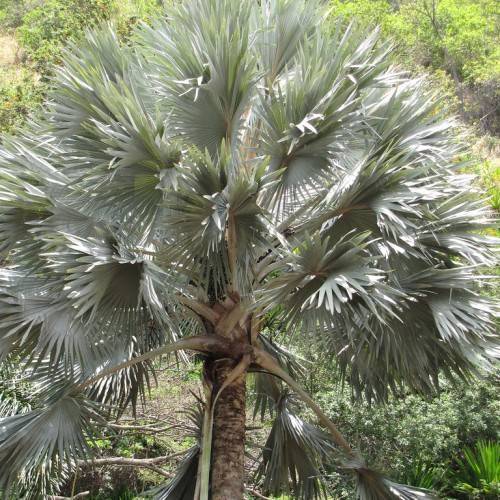 green-silver leaves on gray-brown stem branches.