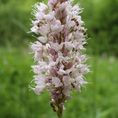 Pink-white flower on green stem with blurred green background.