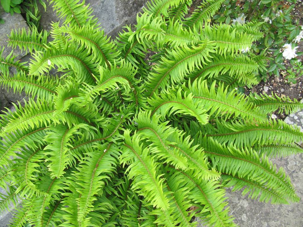 Bright-green fronds and green-yellow stem