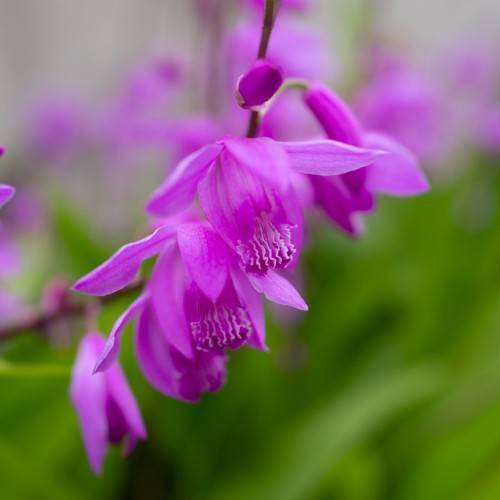 Pink-purple flowers with frilly edges and purple buds with green stalk.