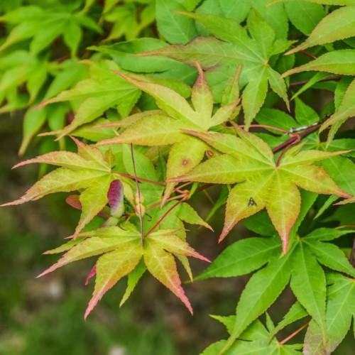 pink-green leaves with dark-pink stems