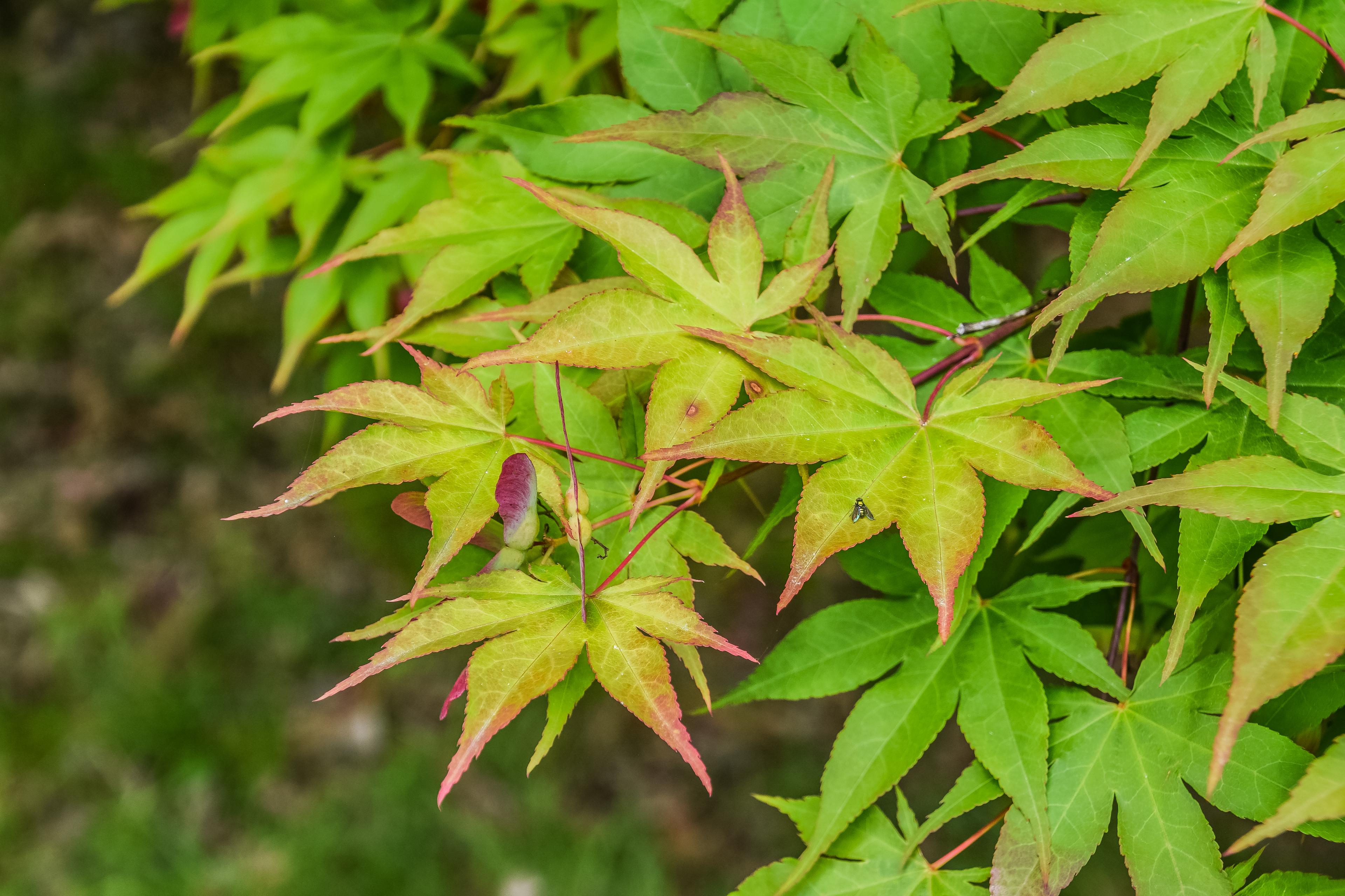 pink-green leaves with dark-pink stems