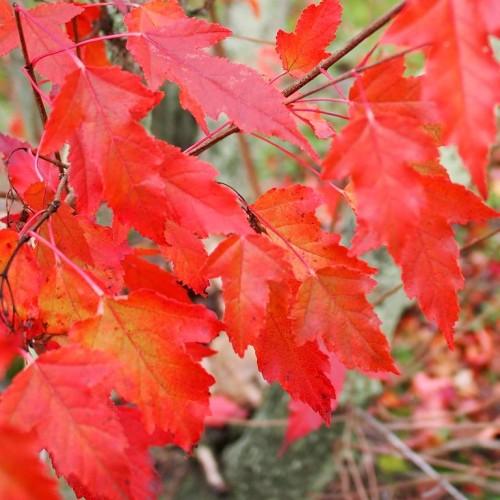 The plant has orange-pink leaves and prominent red veins, growing out of dark-red twigs