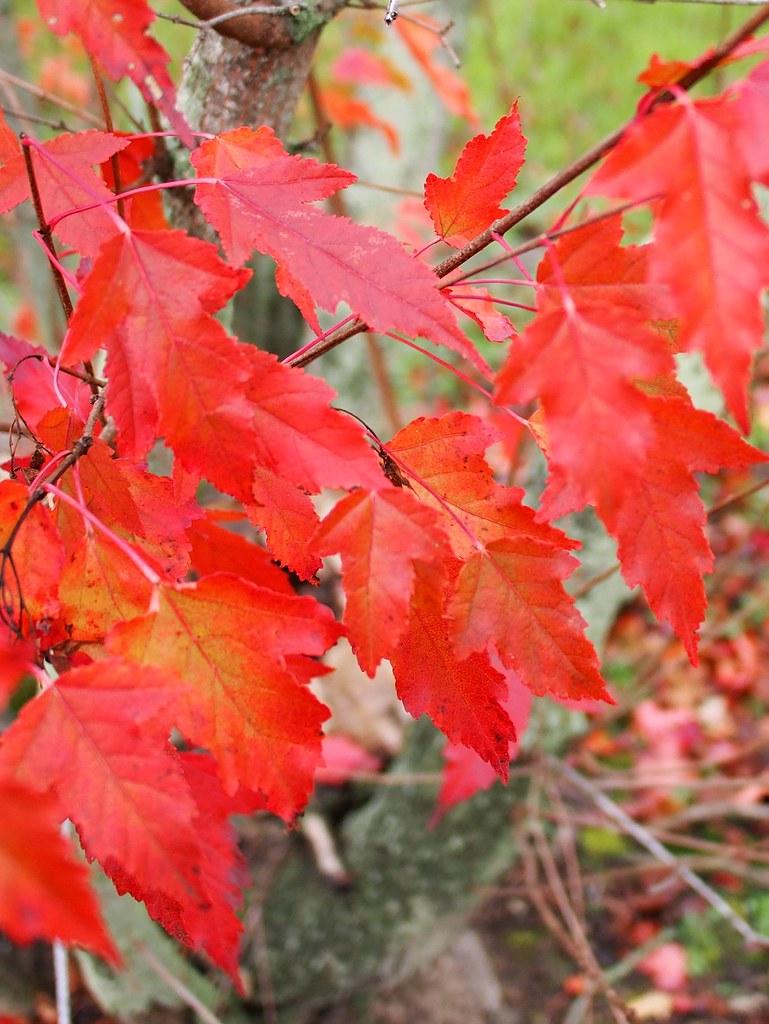 The plant has orange-pink leaves and prominent red veins, growing out of dark-red twigs

