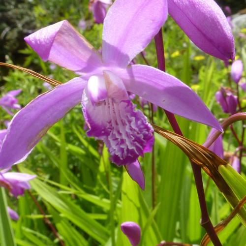Purple-white flower with purple-white center, purple stems and green leaves.