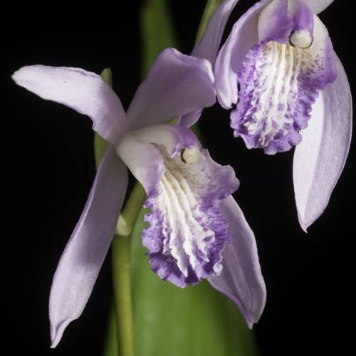 Violet-white flowers on green stem.
