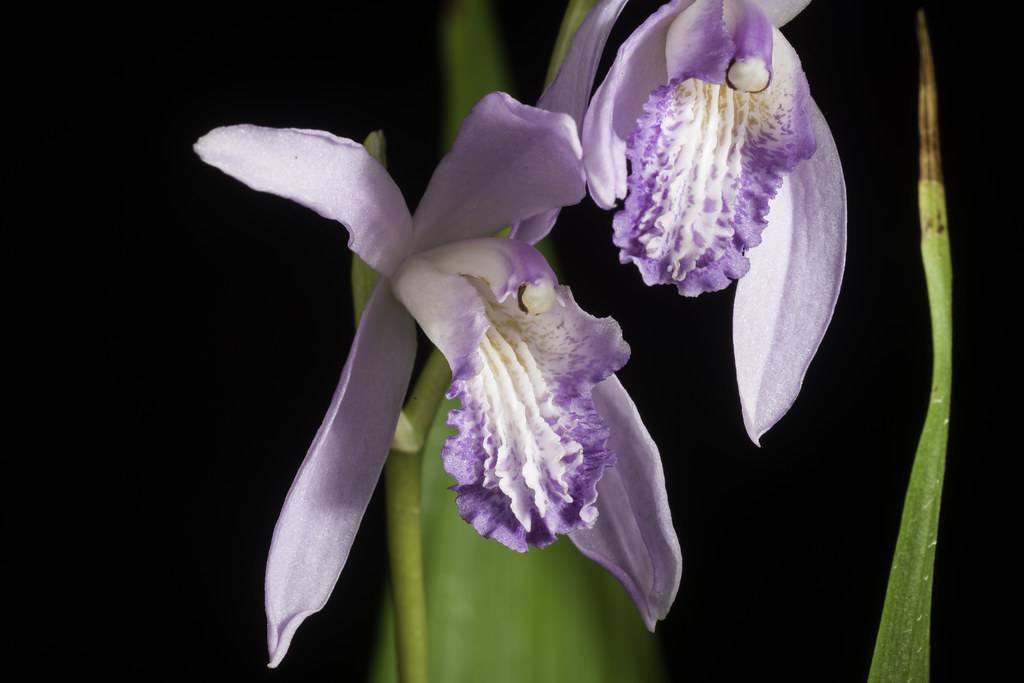 Violet-white flowers on  green stem.