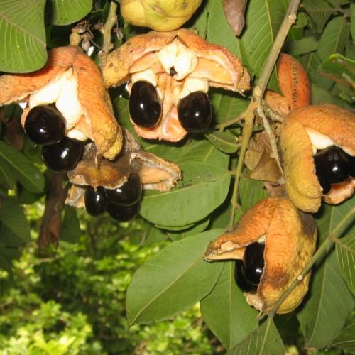 Orange fruit with beige stems and black seeds, green leaves, yellow petiole, midrib and veins.