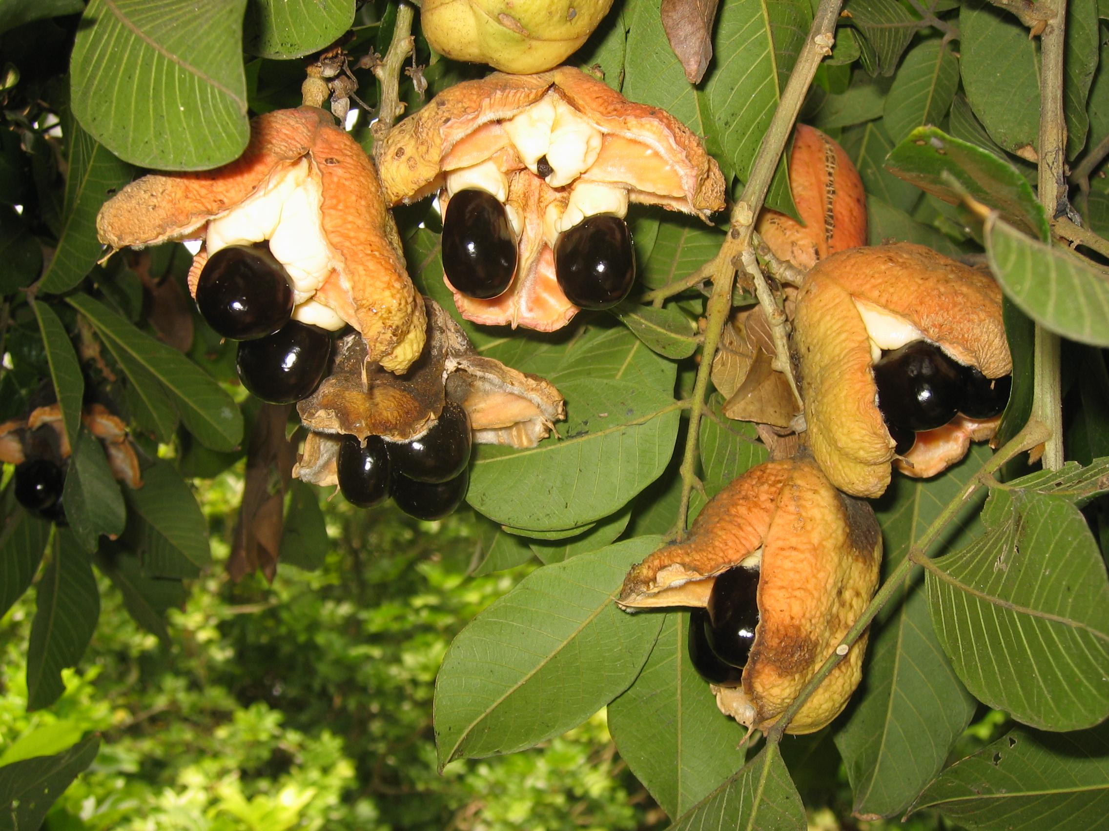 Orange fruit with beige stems and black seeds, green leaves, yellow petiole, midrib and veins.